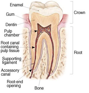 Non-Surgical Root Canal Treatment